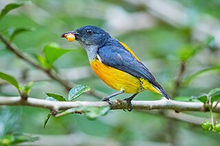 <span class="mw-page-title-main">Orange-bellied flowerpecker</span> Species of bird