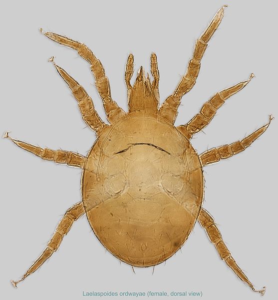 File:1-Laelaspoides-ordwayae female holotype dors40x.jpg