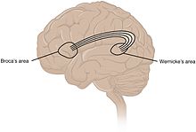 Broca's area and Wernicke's area are linked by the arcuate fasciculus. 1605 Brocas and Wernickes Areas-02.jpg