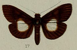 17-Phryganodes centralbalis=Phostria centralbalis (Hampson, 1898).JPG