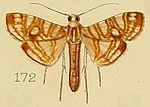 Thumbnail for Glyphodes paucilinealis