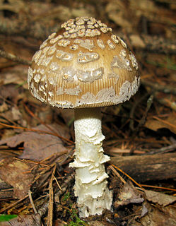 <i>Amanita ceciliae</i> Species of fungus