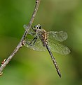 Gefleckte Smaragdlibelle - Somatochlora flavomaculata, Männchen