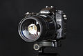 * Nomination Nikon D7000 with MC 3M-5CA mirror lense --Jacek Halicki 15:06, 29 August 2014 (UTC) * Decline Not quite sharp (probably diffraction due to f/38!) and noisy. Insufficient quality for a studio shot. --Kreuzschnabel 16:34, 29 August 2014 (UTC)
