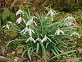 Kleines Schneeglöckchen - Galanthus nivalis