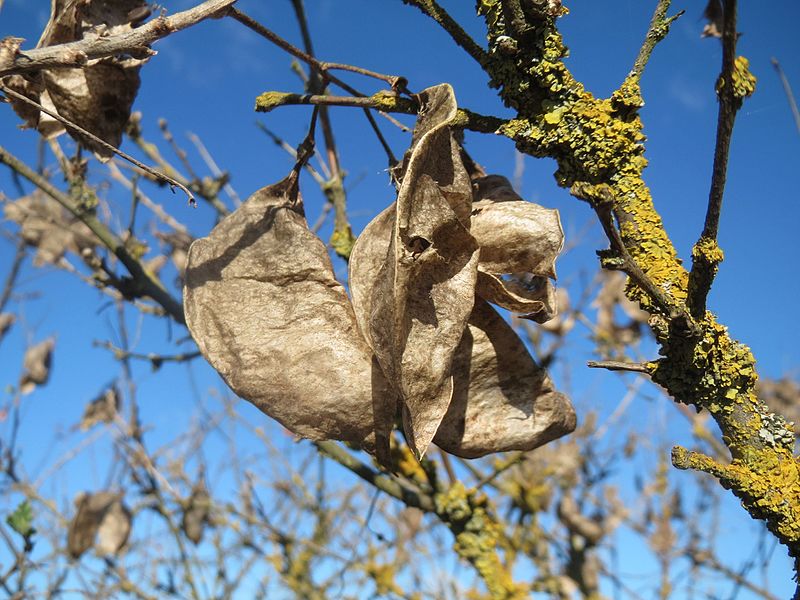 File:20161128Colutea arborescens4.jpg