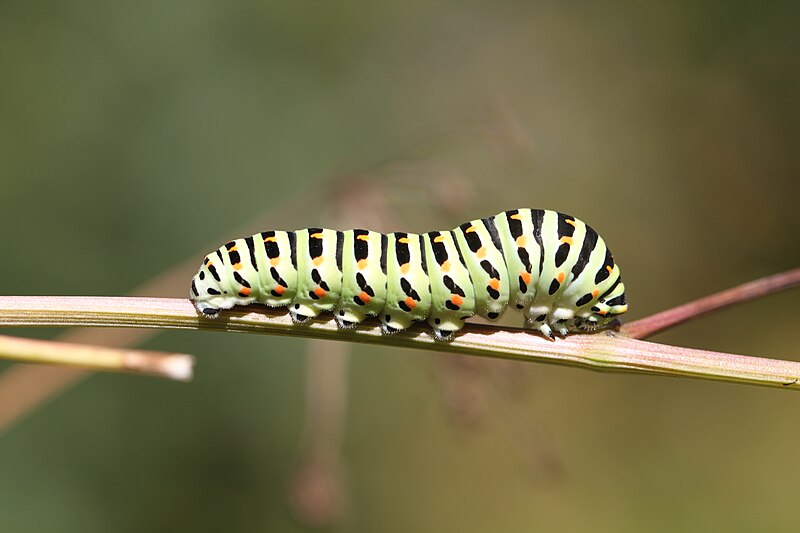 File:2016 08 23 Papilio machaon (Schwalbenschwanz) Raupe.jpg