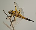 Vierfleck - Libellula quadrimaculata, Männchen