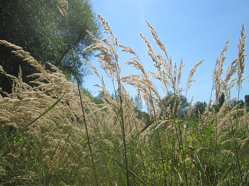 File:20180816Calamagrostis epigejos3.jpg