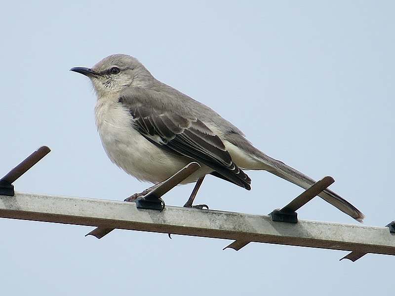 File:2021-05-09 Mimus polyglottos, Newbiggin, Northumberland, UK 3.jpg