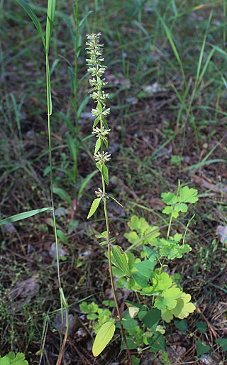 <i>Dracocephalum thymiflorum</i> Species of flowering plant