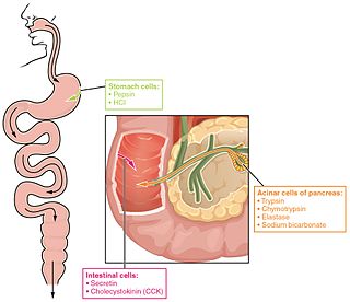 Fortune Salaire Mensuel de Enzime Digestive Combien gagne t il d argent ? 1 000,00 euros mensuels