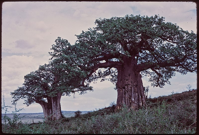 File:27-12-'71 Tanzania - Arusha Tarangire - Baobabs.jpg