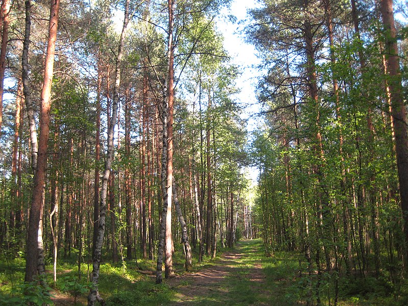 File:3072. St. Petersburg. Sosnovka Park.jpg