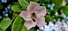 A honey bee forager on a quince flower A bee on a quince flower.jpg