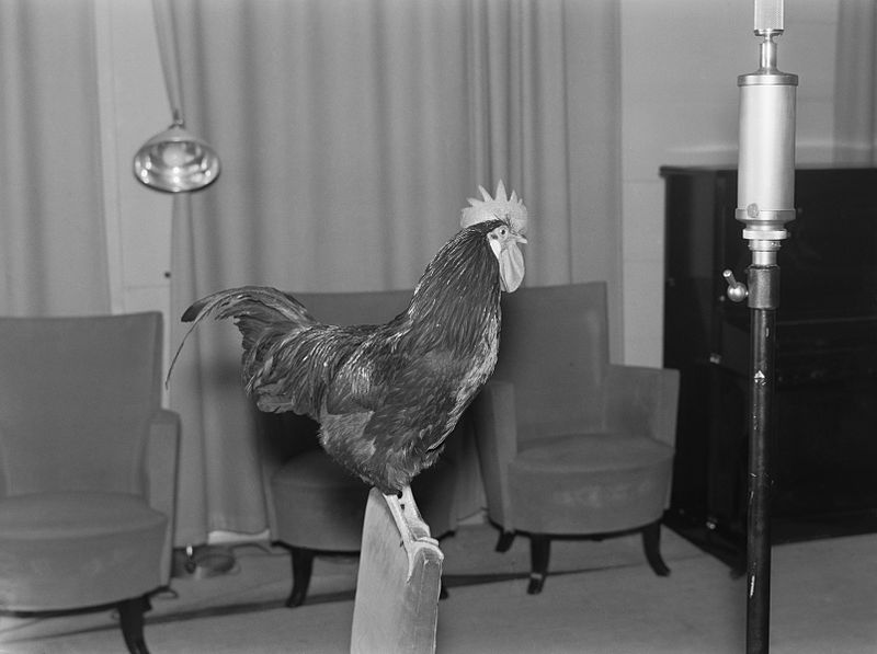 File:A live rooster in the studio, 1930s..jpg