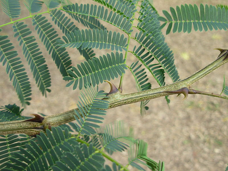 File:Acacia catechu Townsville Queensland 1249.JPG