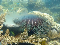 File:Acanthaster planci - spawning.jpeg (Category:Acanthaster planci)