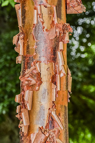 File:Acer griseum in Hackfalls Arboretum (2).jpg