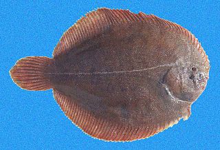 <i>Achirus klunzingeri</i> Species of fish