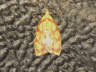 <i>Acleris bergmanniana</i> Species of moth