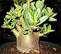 File:Desert rose Adenium obesum in Tanzania 2261 Nevit.jpg - Wikipedia