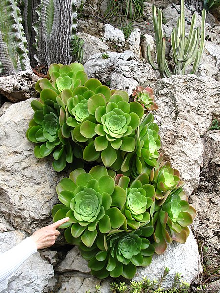 File:Aeonium canariense Monaco.jpg