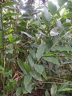 <i>Aframomum zambesiacum</i> species of plant