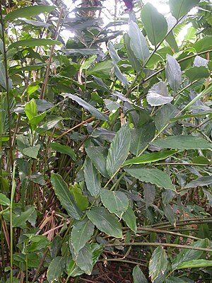 Aframomum zambesiacum foliage.JPG