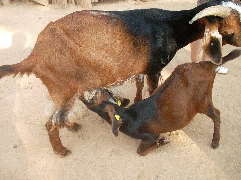 File:Afrikanische Zwergziege (Zoo Leipzig).jpg