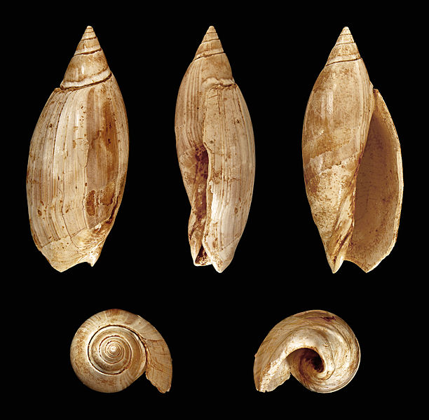 File:Agaronia plicaria 01.JPG