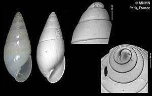 Agatha obesa (MNHN-IM-2000-32407).jpeg