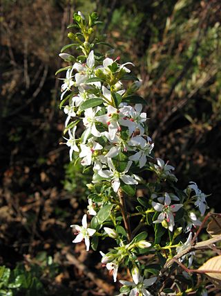 <i>Agathosma crenulata</i> Species of plant in the family Rutaceae from southwestern South Africa