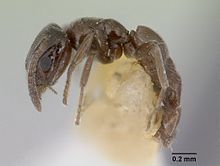 Agraulomyrmex meridionalis casent0178494 профилі 1.jpg