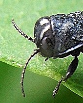 Agrilus cyanescens head.jpg