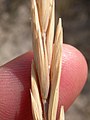 Agropyron smithii (3986656234).jpg