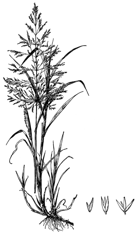 Tập_tin:Agrostis_gigantea_drawing.png