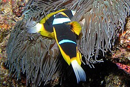 Allard's clownfish, Amphiprion allardi