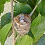 Thumbnail for File:Allen's Hummingbird Nest (8563916462).jpg