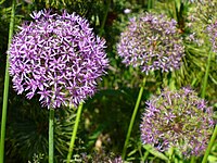 Allium aflatunense.