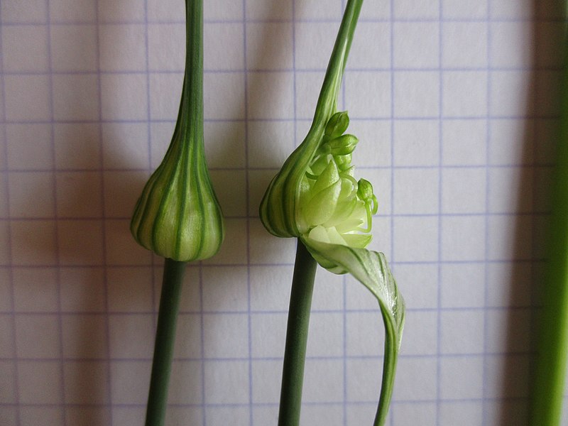 File:Allium scorodoprasum inflorescence (11).jpg