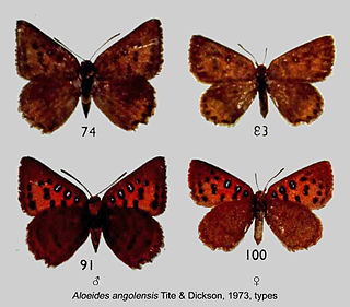 <i>Aloeides angolensis</i> Species of butterfly