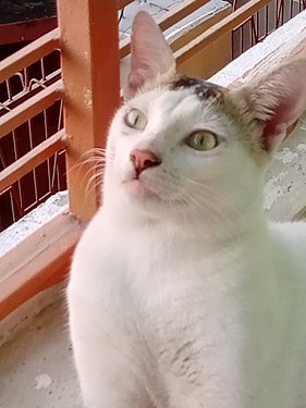 Cat feeling bored due to loneliness and for the absence of his owners.