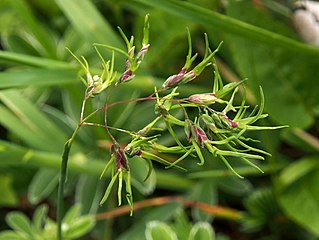 <i>Poa alpina</i> Species of grass