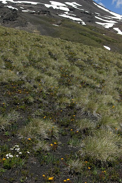File:Alpine Meadows on Quetrupillan (3111006694).jpg