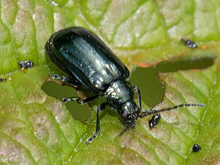 <i>Altica ambiens</i> Species of beetle