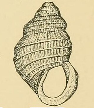 <i>Alvania minuscula</i> Species of gastropod