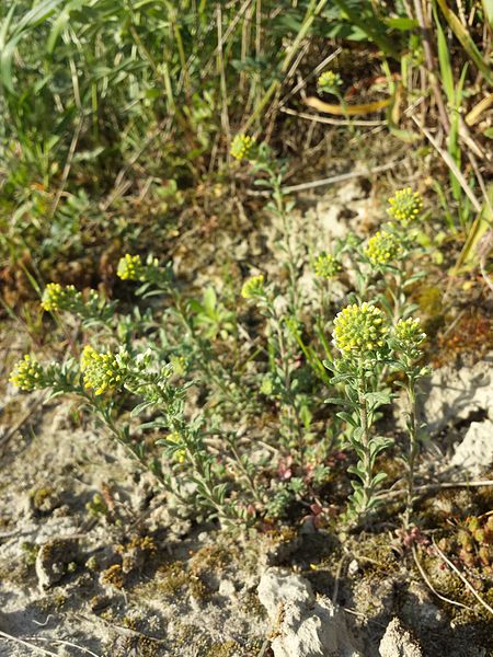 File:Alyssum alyssoides sl8.jpg