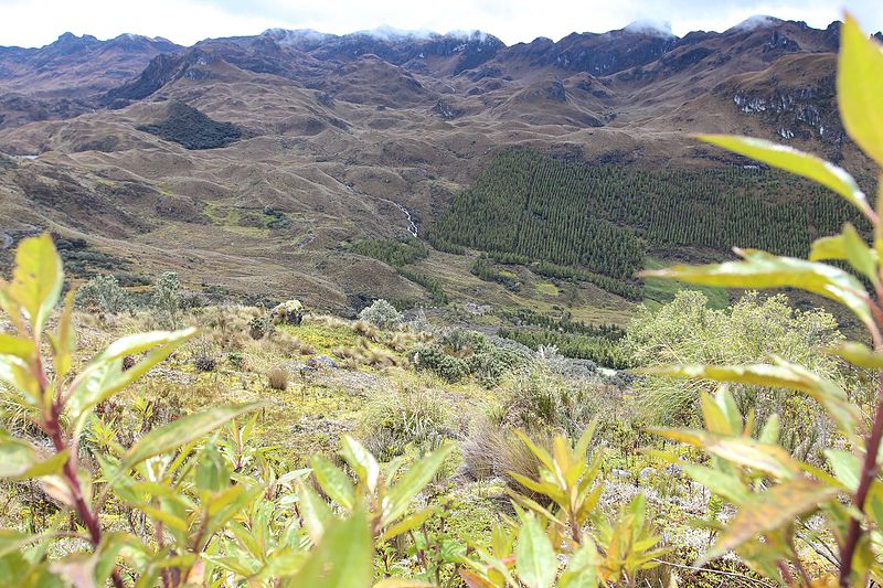 File:Ama la Vida - Flickr - AR PN ANDES CUENCA EL CAJAS 050 (14662335655).jpg