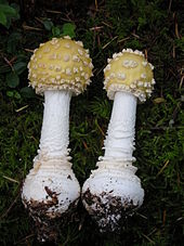 Amanita muscaria var. formosa au sud de la côte de l'Oregon, États-Unis.